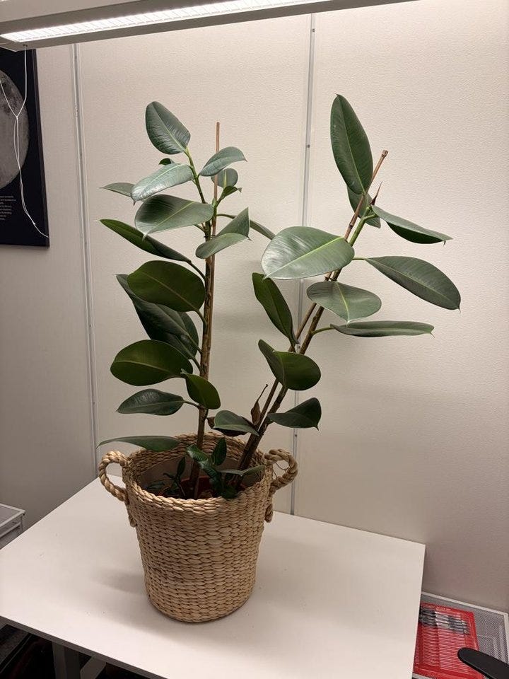 ikea-kruka-och-krukv-xt-t-rnb-r-ficus-elastica-robusta-blocket