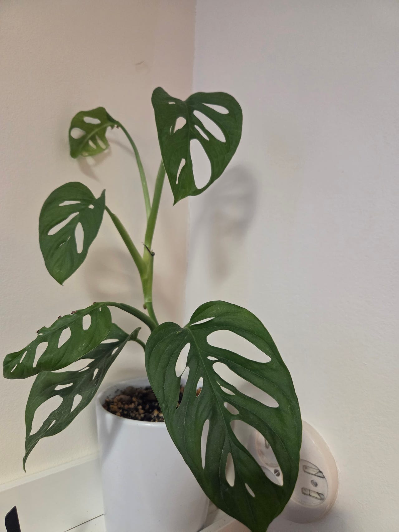 Monstera adansonii växt | Blocket