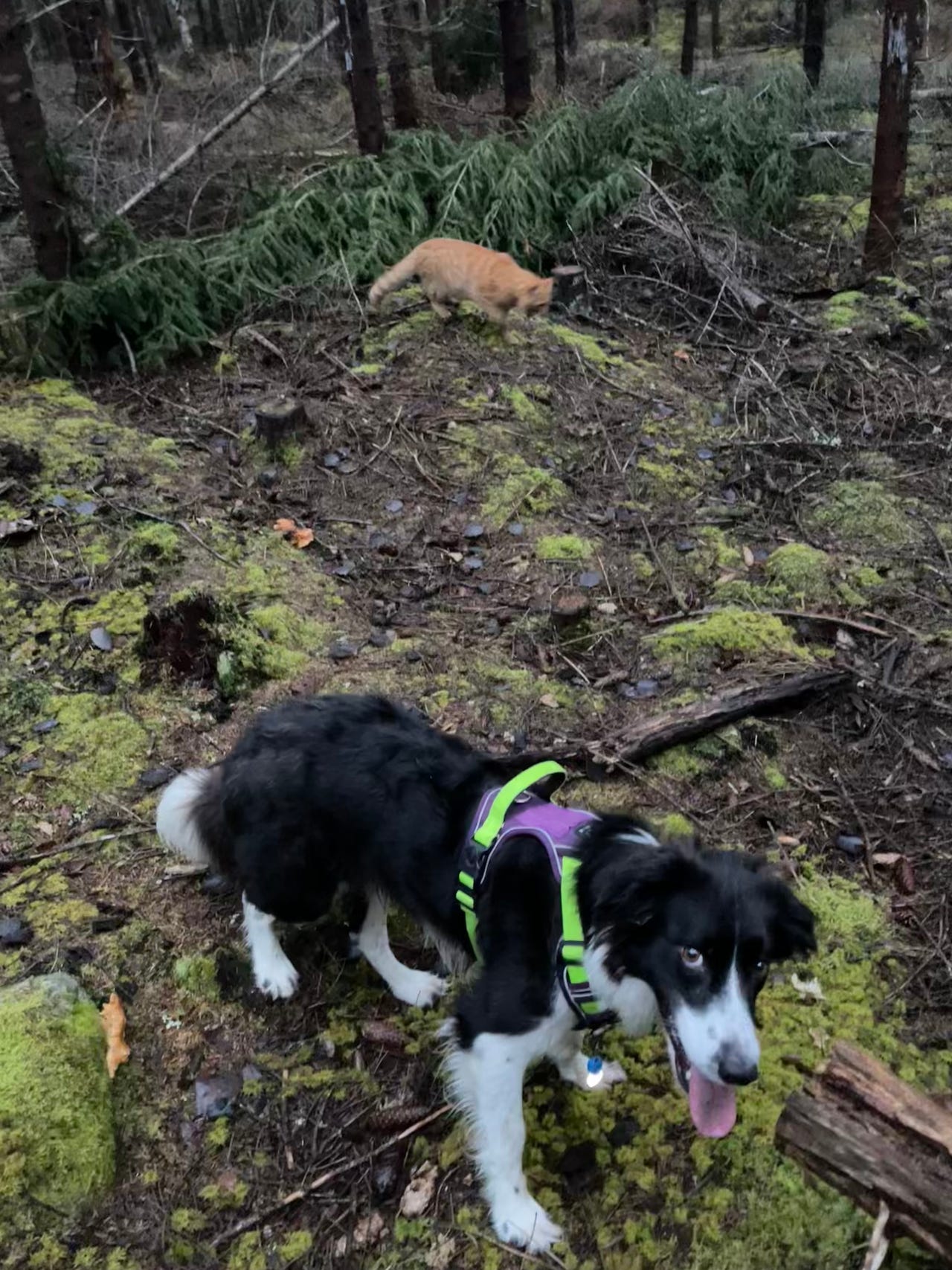 Engelsk cocker spaniel hane sökes till parning | Blocket