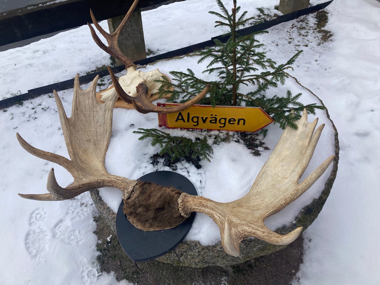 Älghorn 14 taggar, Älghorn 6 taggar , | Blocket