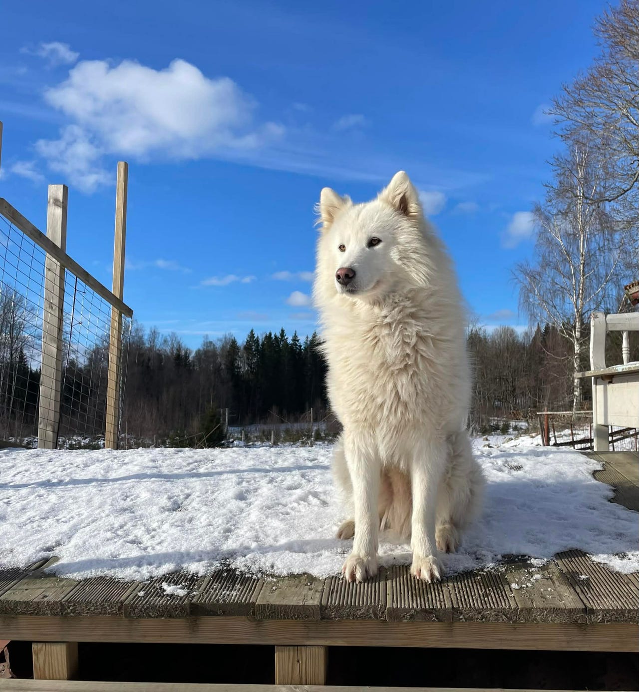 Samojed hane 2 år | Blocket