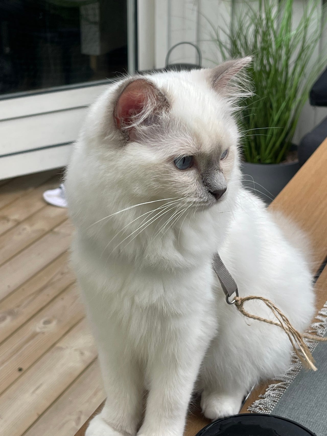 Ragdoll-hona | Blocket