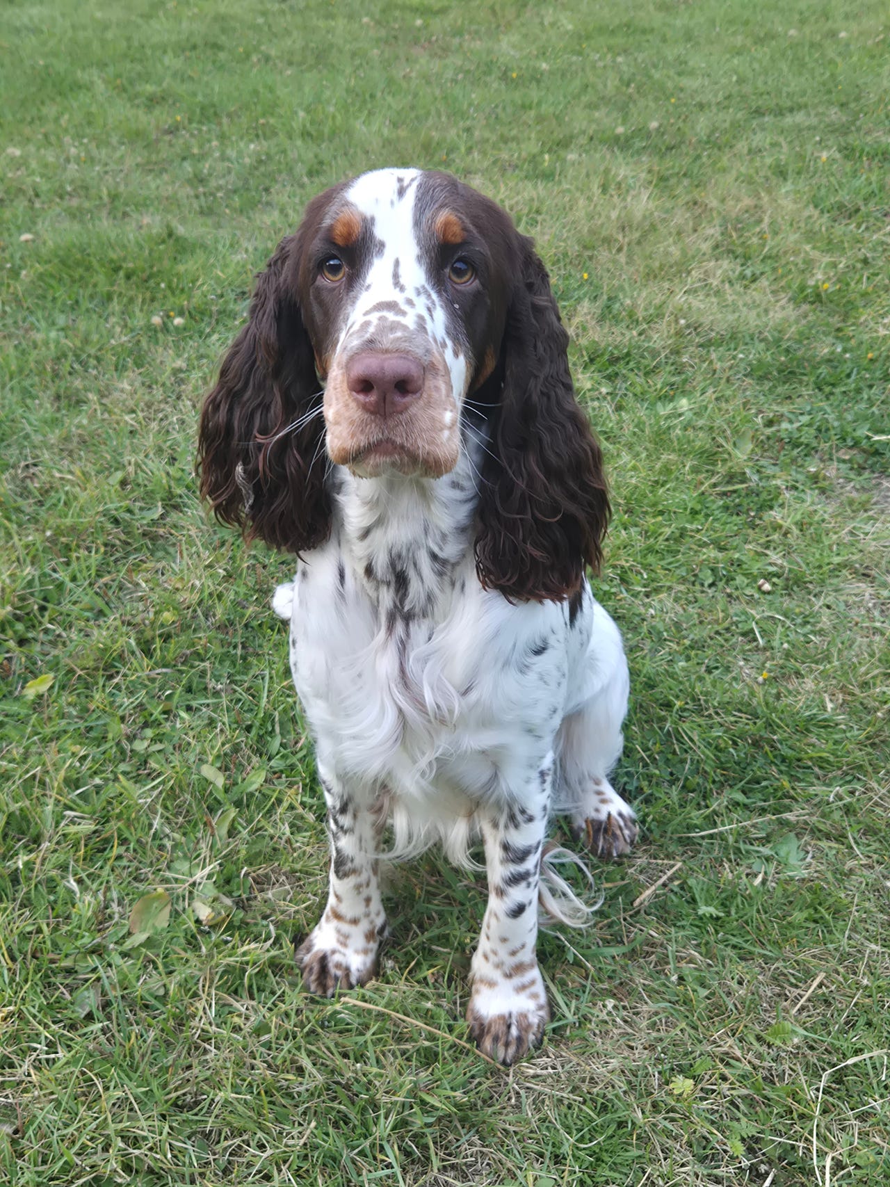 söker Engelsk springer spaniel hane till avel | Blocket