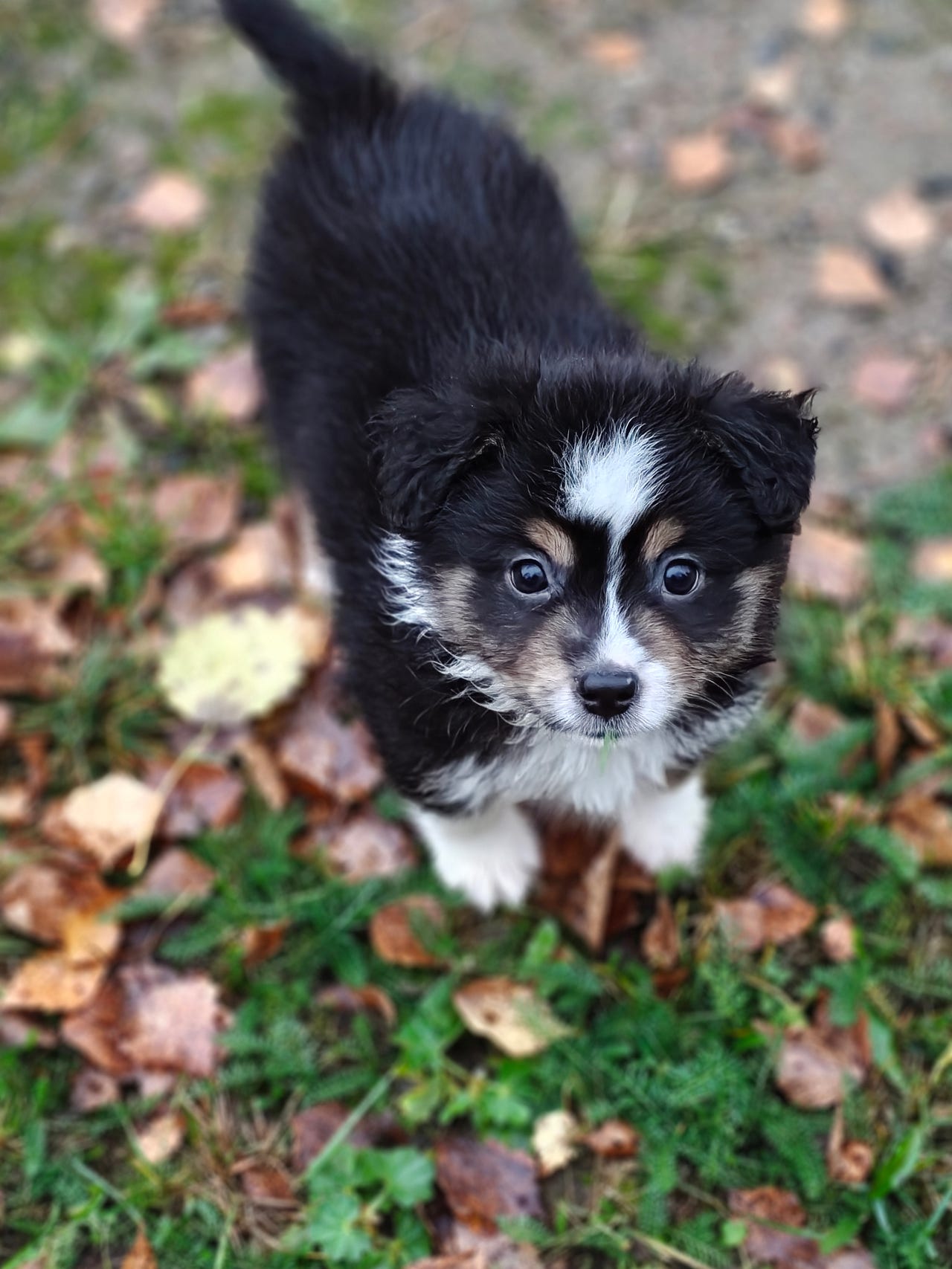 miniature American Shepherd SKKreg | Blocket