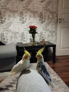 Miniatyrbild