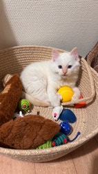 Miniatyrbild