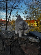 Miniatyrbild