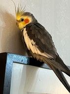 Miniatyrbild