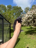 Miniatyrbild