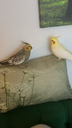 Miniatyrbild