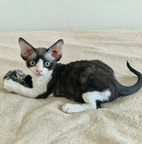 Miniatyrbild