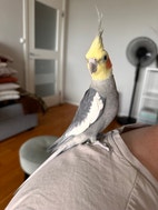 Miniatyrbild