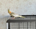 Miniatyrbild