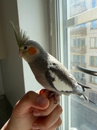 Miniatyrbild