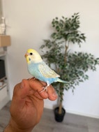 Miniatyrbild