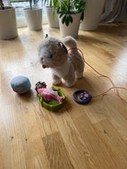 Miniatyrbild