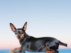 Miniatyrbild