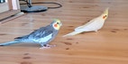 Miniatyrbild