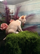 Miniatyrbild