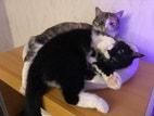 Miniatyrbild