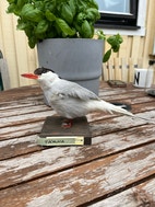 Miniatyrbild