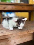 Miniatyrbild