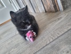 Miniatyrbild