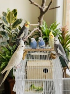 Miniatyrbild
