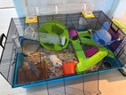 Miniatyrbild