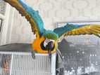 Miniatyrbild