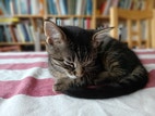 Miniatyrbild