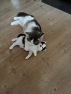 Miniatyrbild
