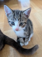 Miniatyrbild