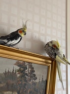 Miniatyrbild