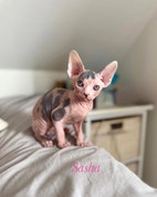 Miniatyrbild