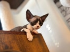 Miniatyrbild