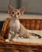 Miniatyrbild