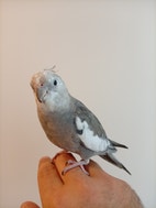 Miniatyrbild