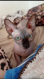 Miniatyrbild