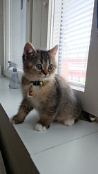 Miniatyrbild