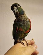 Miniatyrbild
