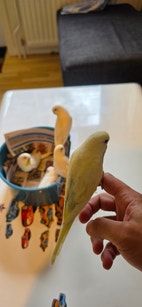 Miniatyrbild
