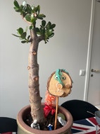 Miniatyrbild