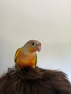 Miniatyrbild