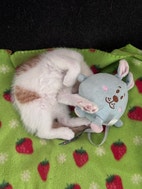Miniatyrbild