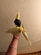 Miniatyrbild