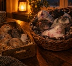 Miniatyrbild