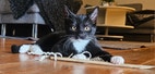 Miniatyrbild
