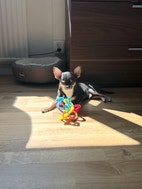 Miniatyrbild