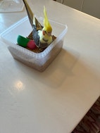 Miniatyrbild